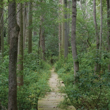 Wooden trail path through a forested area.