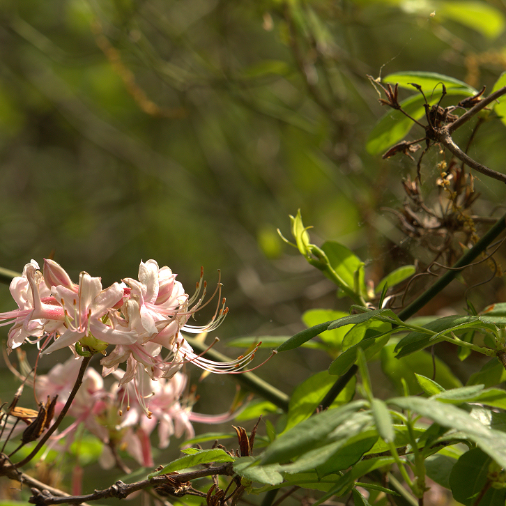 Pink flowers blooming near green leaves.