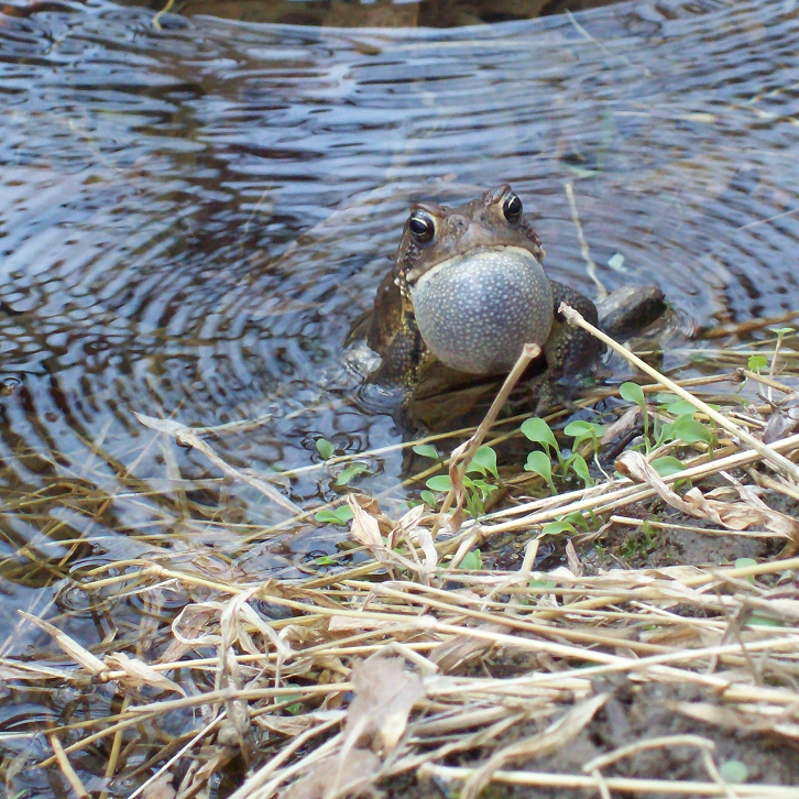 American toad standing near water and reeds.