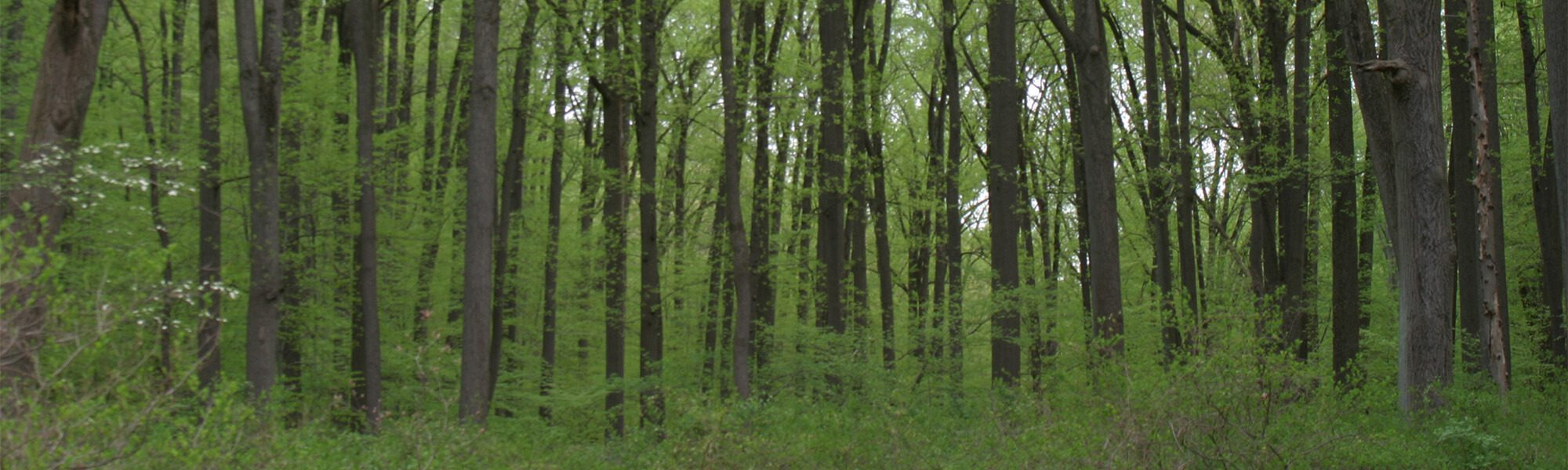 Tall trees and green undergrowth in a forest.