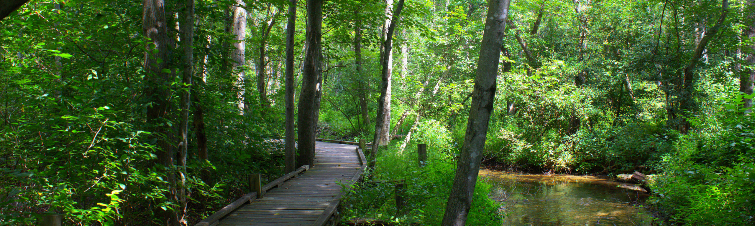 Wooden trail path through a forested area.