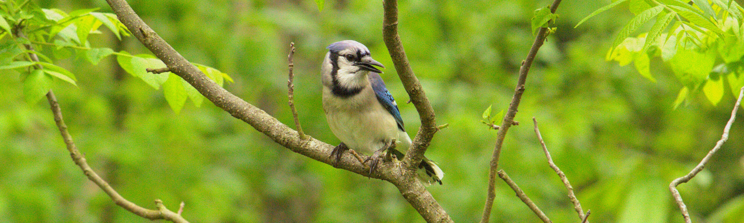 Small bird perched on a branch.