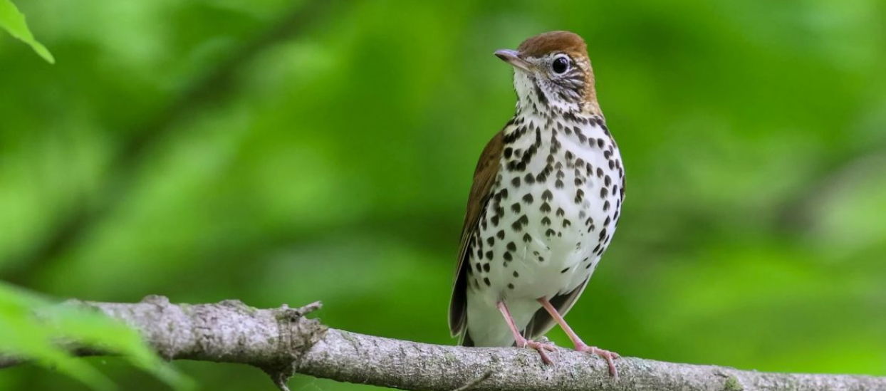 Small spotted bird perched on a branch.