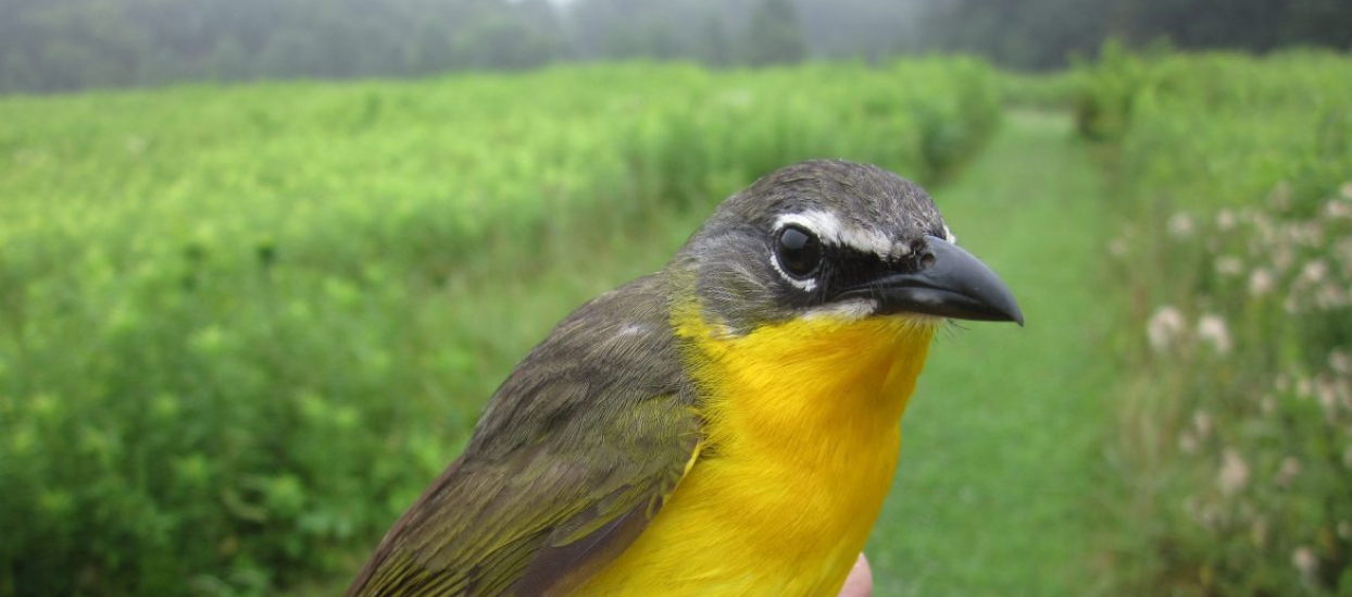 Yellow and gray bird being held during bird banding.