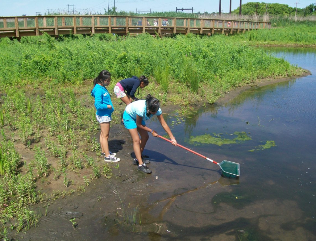 Children using a net to explore pond life near a wetland.