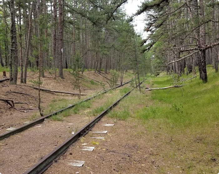 Forest path lined with trees and green undergrowth.