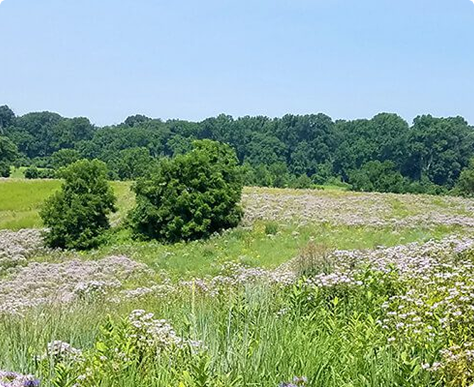 Meadow filled with wildflowers and trees in the distance.