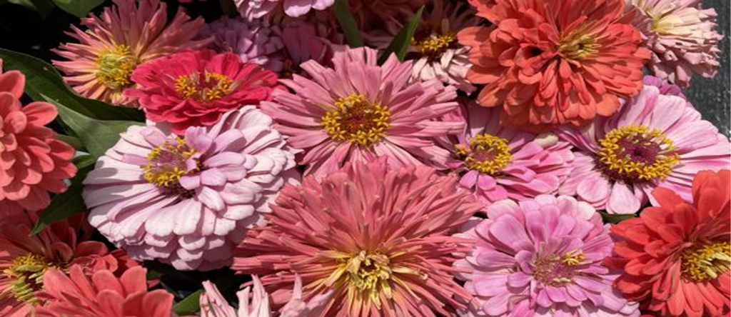 Pink and red flowers in bloom.