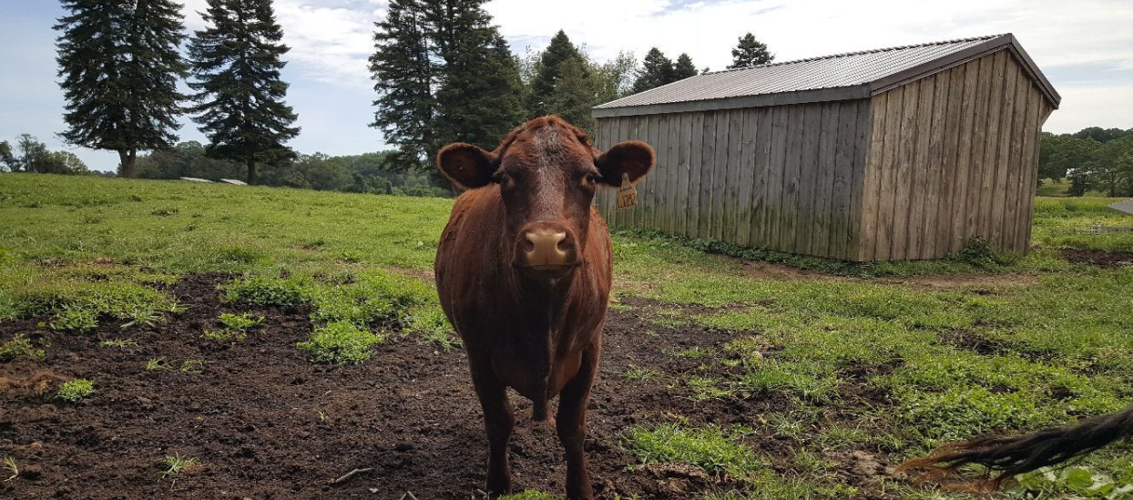 Cow standing in a grassy field.
