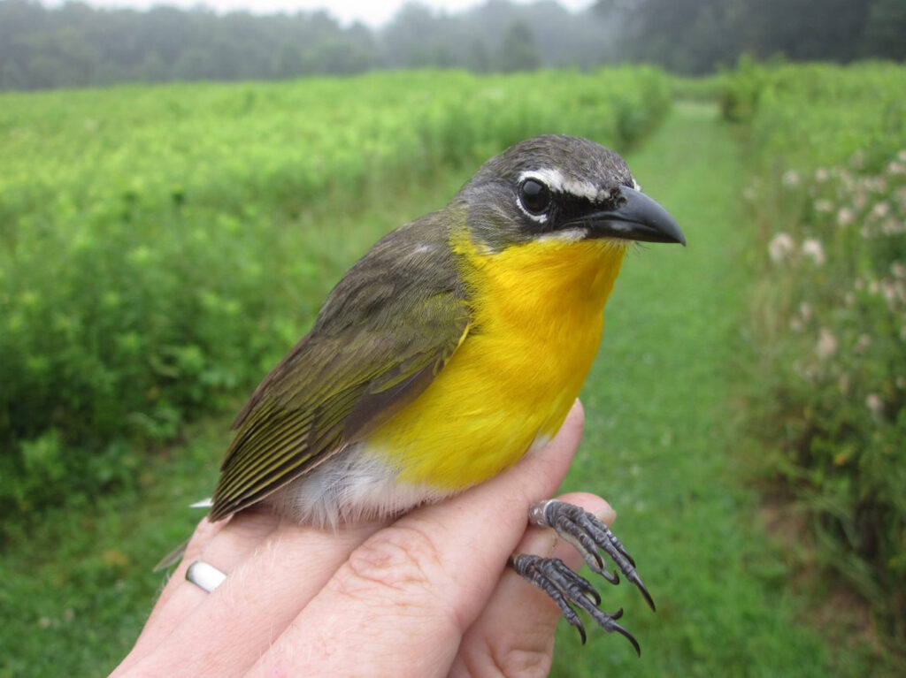 Yellow and gray bird being held during bird banding.