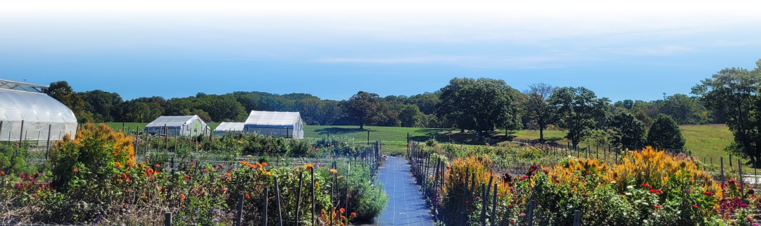 Garden rows with flowers and greenhouses in the distance.