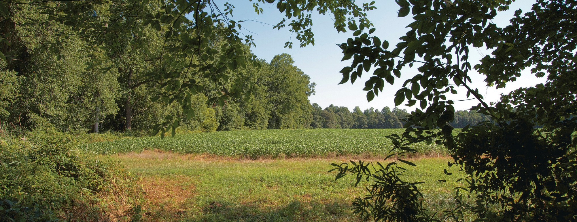 Open field bordered by trees.