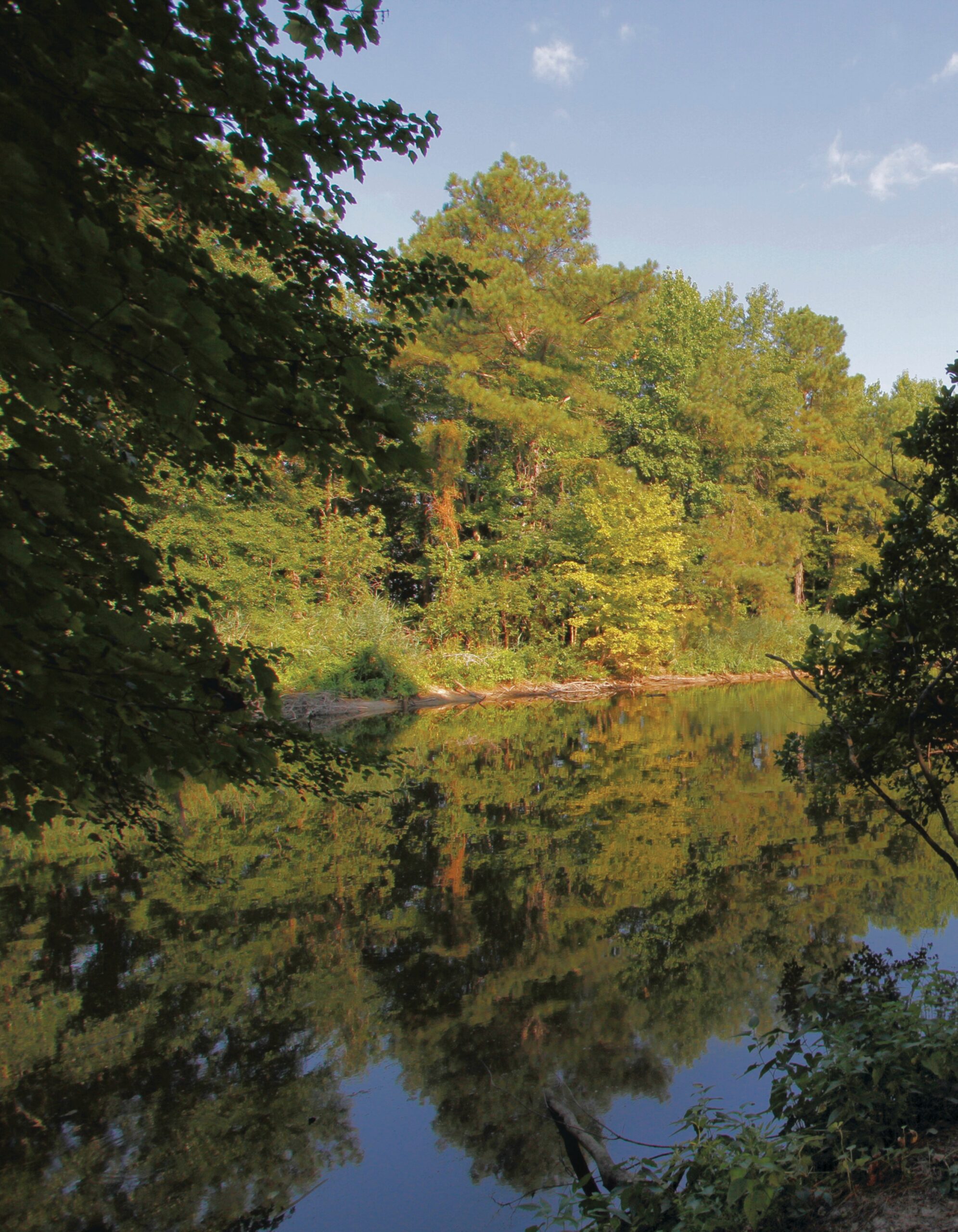 Creek flowing through a wooded area.