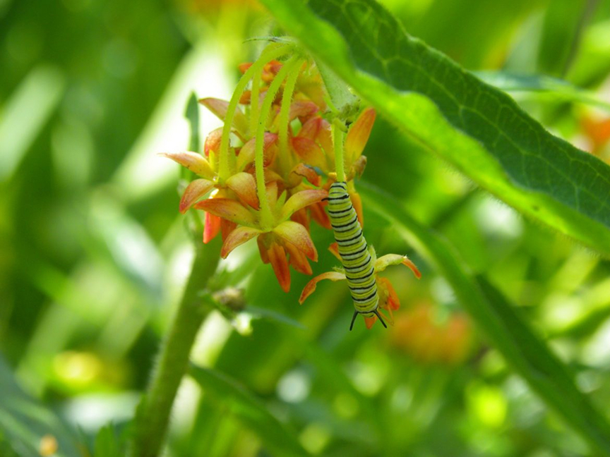 Close-up of a green caterpillar on small flowers.